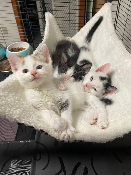 Marvel Kittens