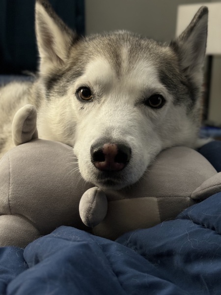Finn