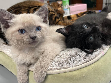 Yin and Yang Sisters