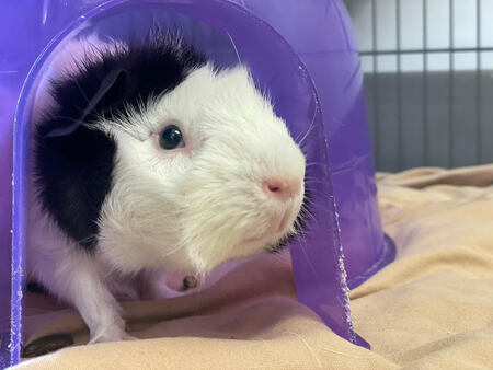Pig 