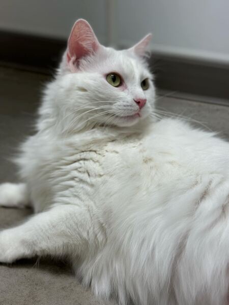 Plumette 