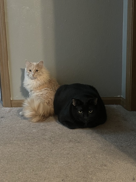 Rari and Einstein