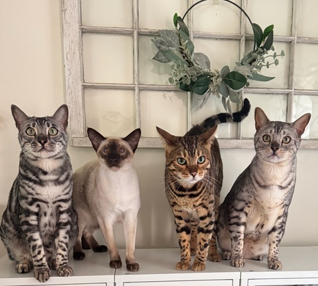 Otto, Niko, Emmett & Oliver
