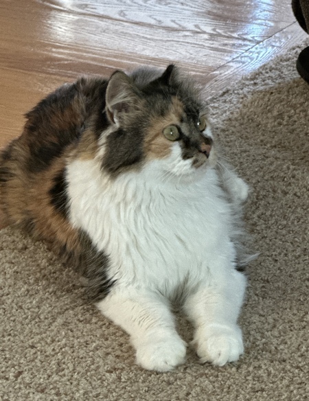 Gato