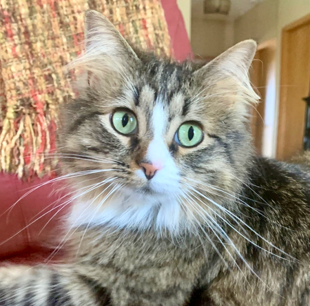 Olive