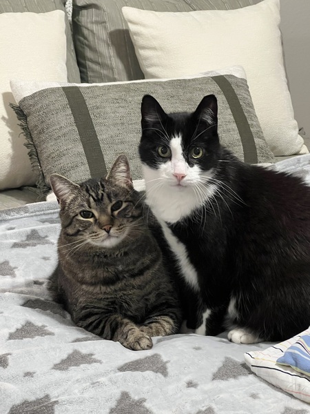 Milkshake and Nermal