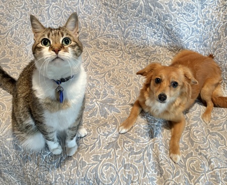 Mr. Jingles (cat) & Savana (dog)