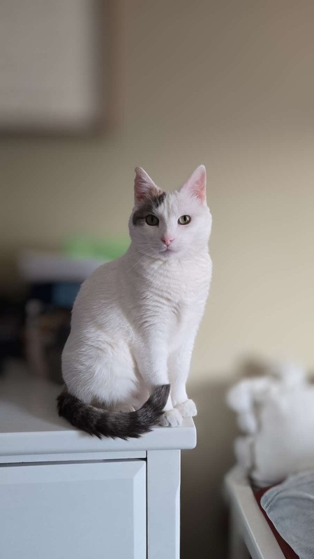 Phoebe