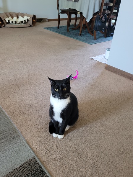 Rufus