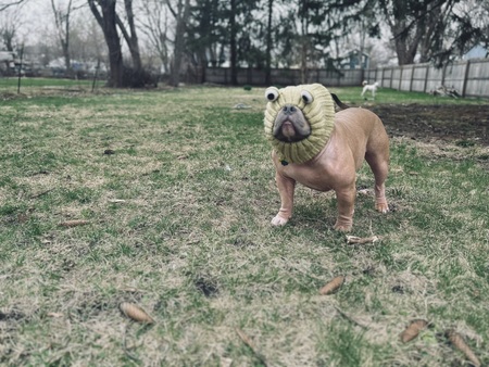 Butter Ball 