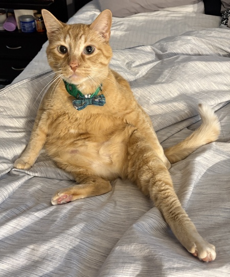 Adventure Cat