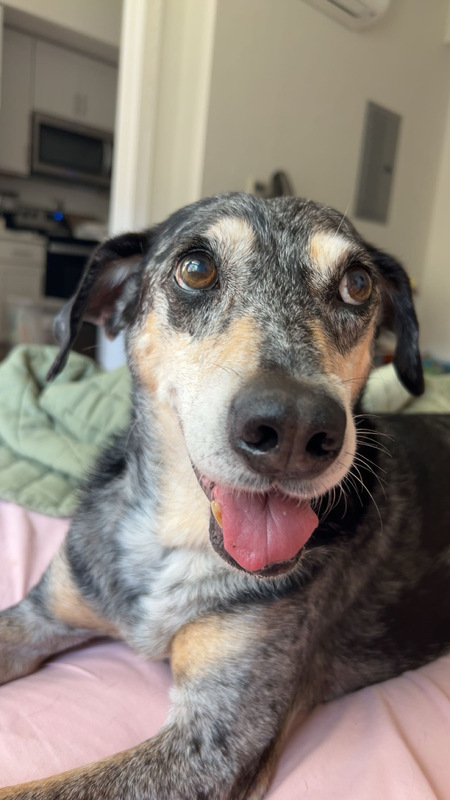 Tobysaurus