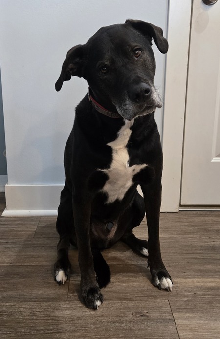 Brutus