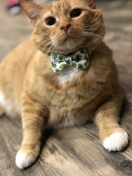 Mittens 