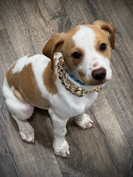 Gus
