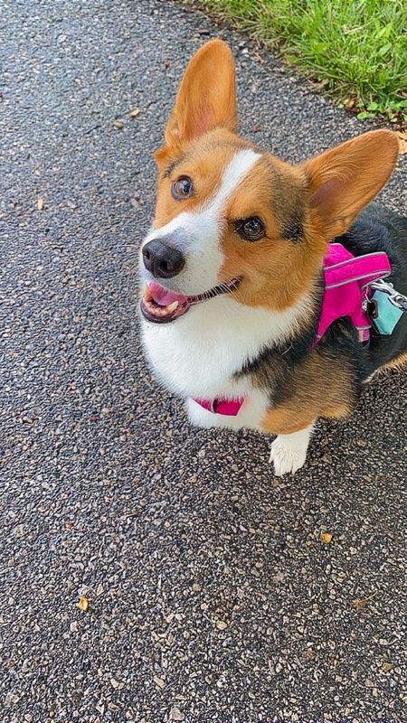Ember