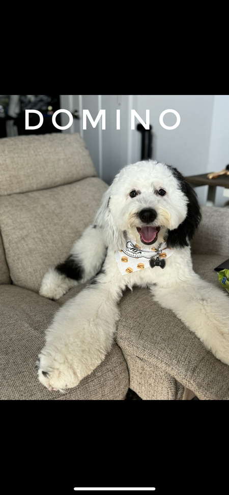 Domino