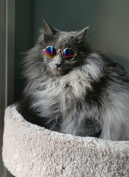 Ozzie - One Cool Cat