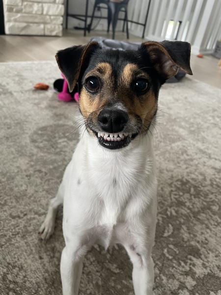 Trixie