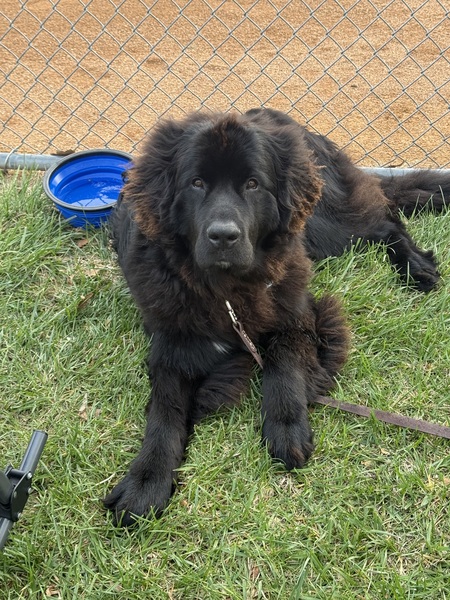 Otis (future TheraPet)