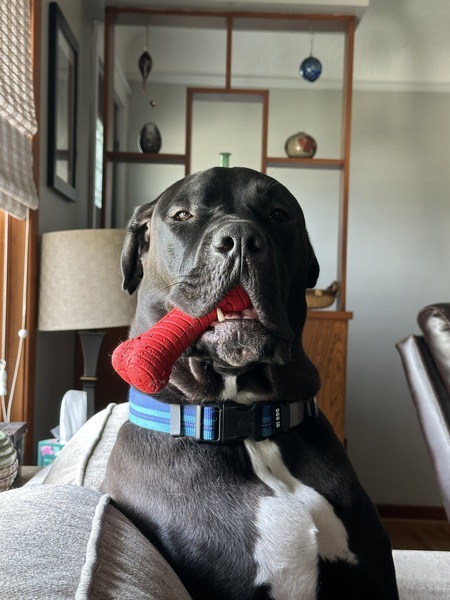 Gus