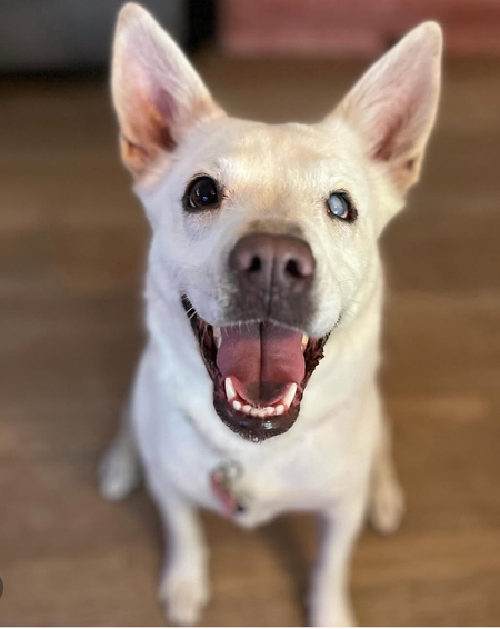 Marshmallow 