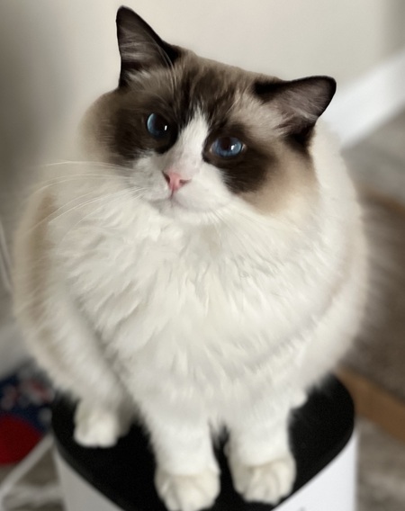 DaVinci
