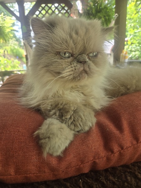 Yoda