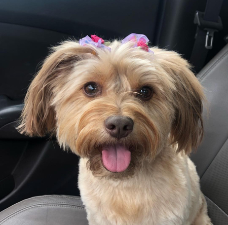 Pippa