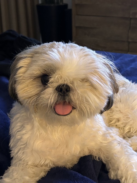 Gizmo