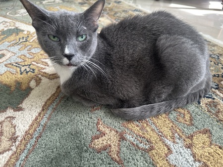 Suki
