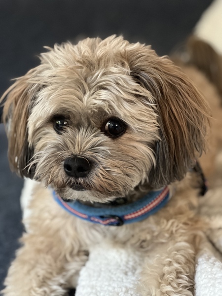 Finn aka Nibs