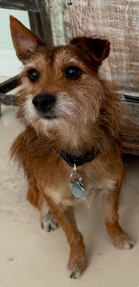 Rascal 