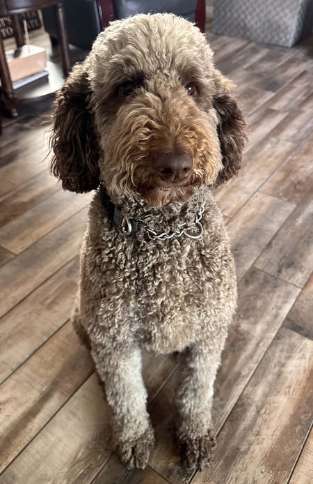 Dixie
