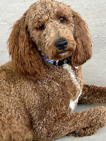 Nova