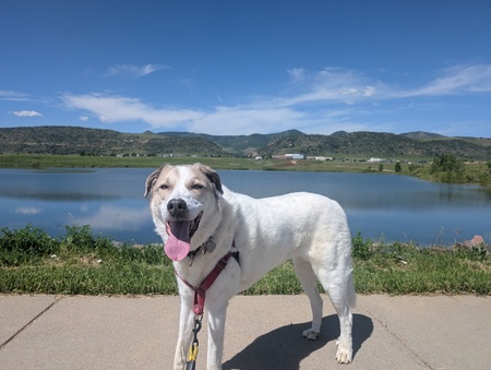 Gracie