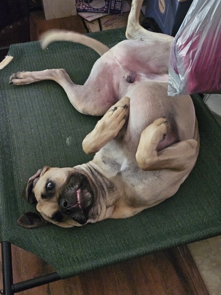 Capone