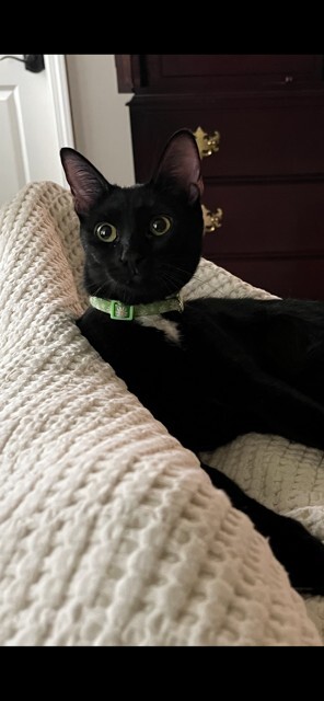 Chico 