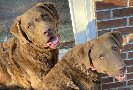 Roxy and Snooze 