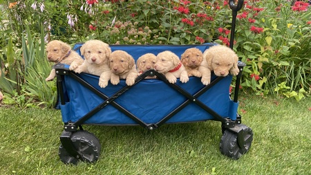 Tatsu, Pippi, Cruse, Mo, Custer, Ona, Quill