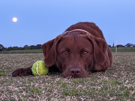 Scout