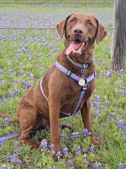 Rodeo (rescue)
