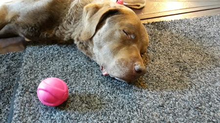 Toby