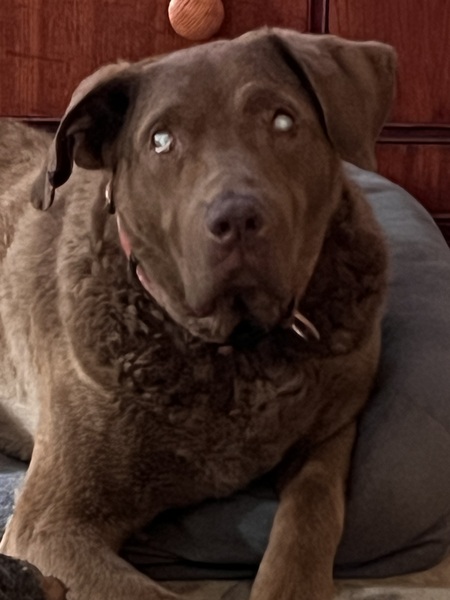 Gunner Bear