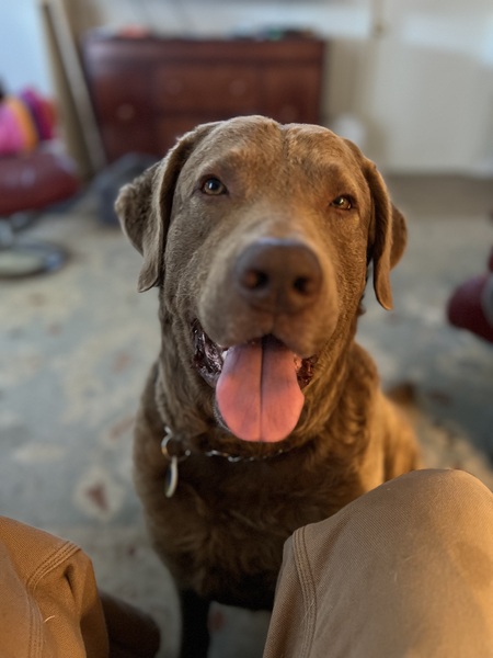 Casey Bear