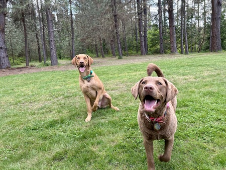 Goose & Rosy