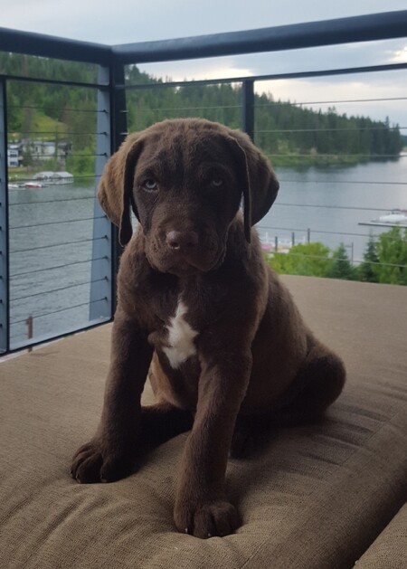Harley Boy