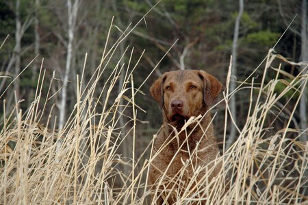 Hazel