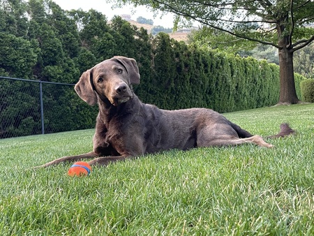 Mac (Macaroni, SW Alumni)