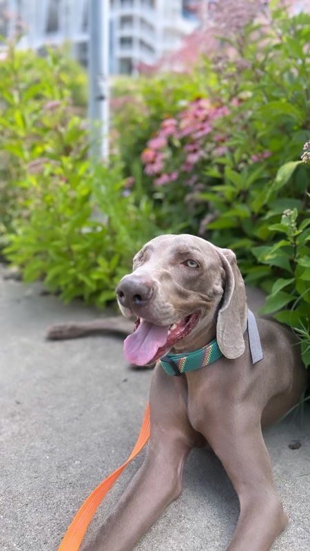 Odin